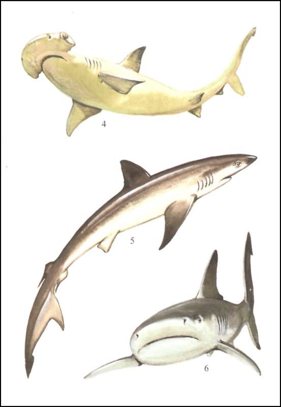 Realistic Sharks Stickers | Dover Publications | 9780486416243