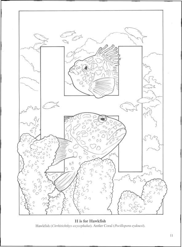 Download Sea Life Alphabet Coloring Book | Dover Publications | 9780486426532