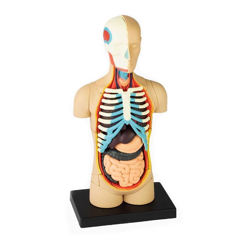 4D Human Body Torso Anatomy Model