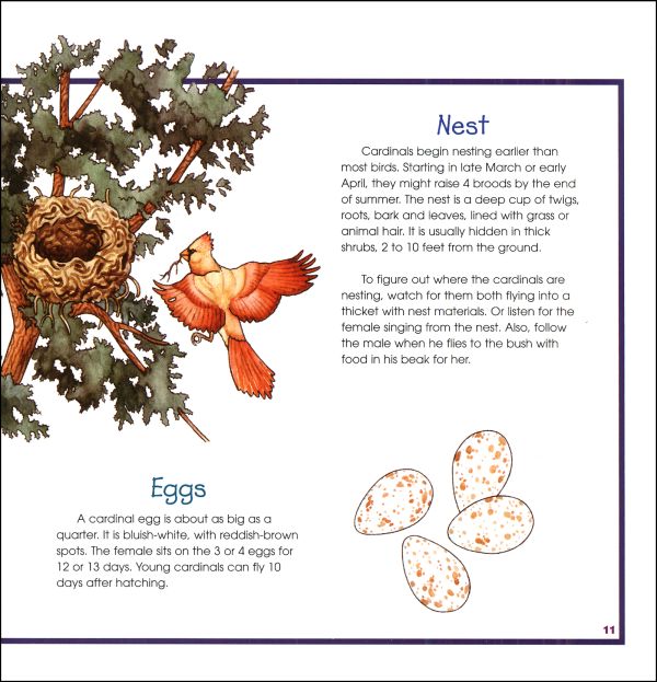 Birds, Nests, and Eggs (TakeAlong Guide) NorthWord Press 9781559716246
