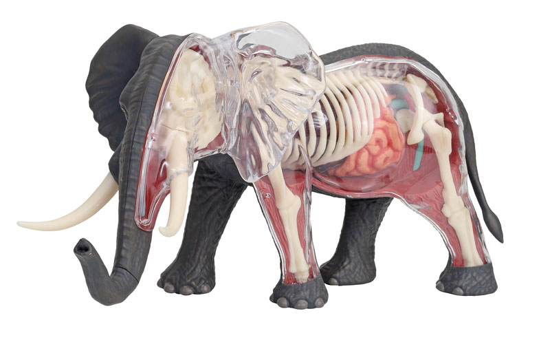 4D Vision Elephant Anatomy Model