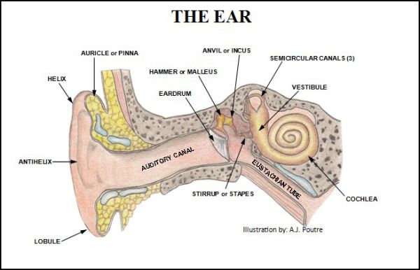 Ear - 6 x 9 Chart
