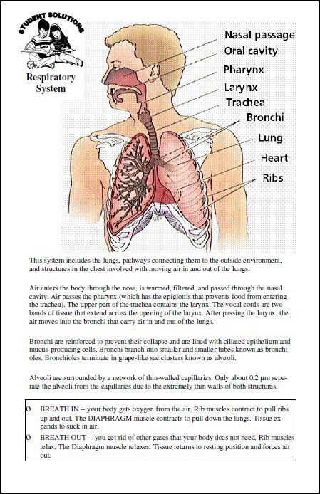 Respiratory System - 6 x 9 Chart