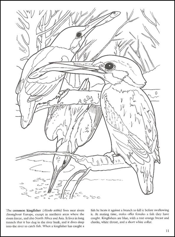 Download Amazing Birds Coloring Book | Dover Publications | 9780486447964