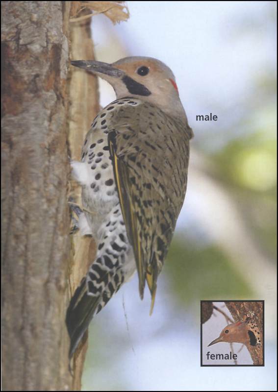 Birds of Ohio Field Guide 3rd Edition | Adventure Publications