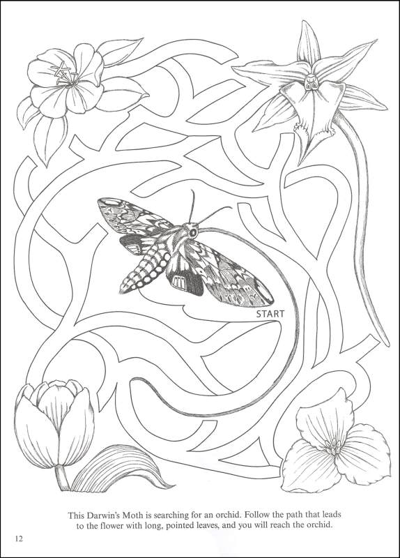 Butterfly Activity Book Dover Publications 9780486456928 butterfly-activity-book-dover-publications-9780486456928