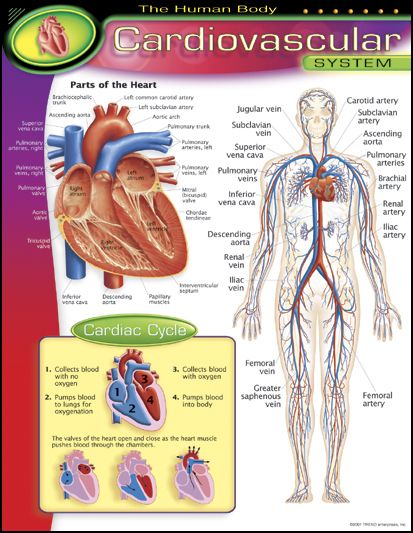 Human Body Cardiovascular Learning Chart