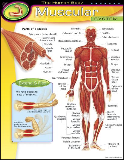 Human Body Muscular System Learning Chart