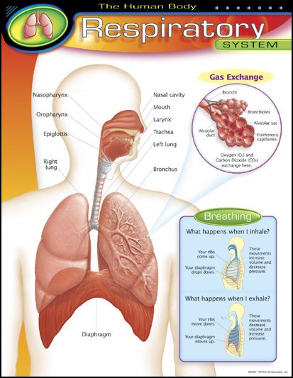 Human Body Respiratory System Learning Chart