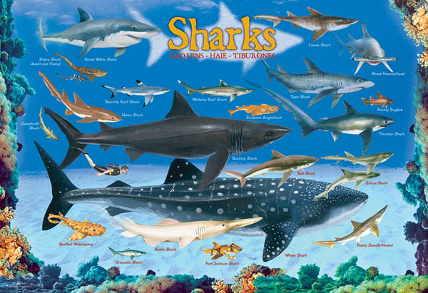 Sharks Puzzle - 100 Pieces | EuroGraphics