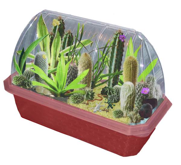 Desert Plant Collection (Mini Worlds Terrarium) Toys By Nature