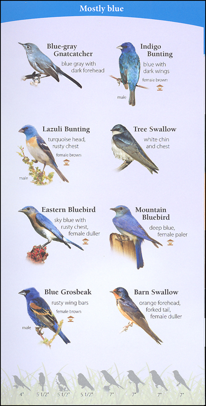 Common Birds to Spot in the Midwest