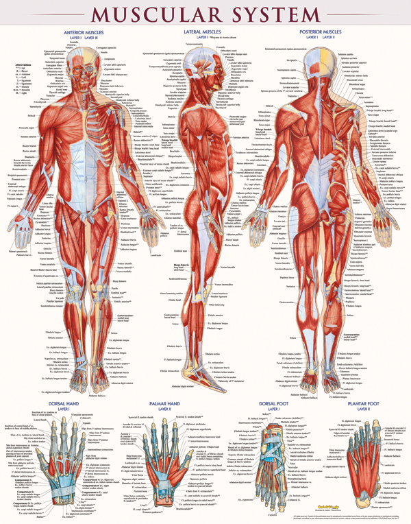Human Male Anatomy with Muscles Wall Mural | Wallsauce US