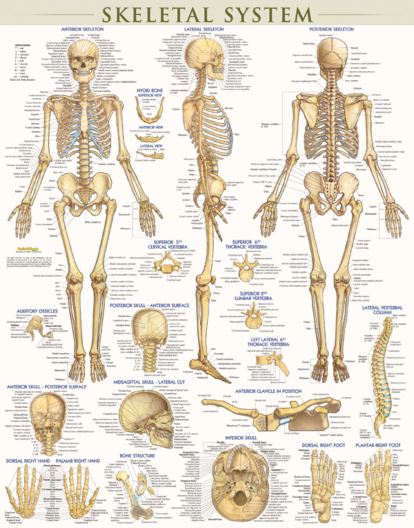 summary of skeletal system