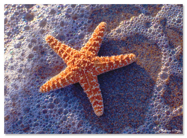 Sun-Kissed Sea Star Jigsaw Puzzle (300 pieces) | Melissa & Doug