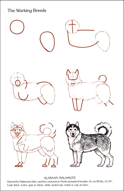 Draw 50 Dogs | Random House | 9780823085835