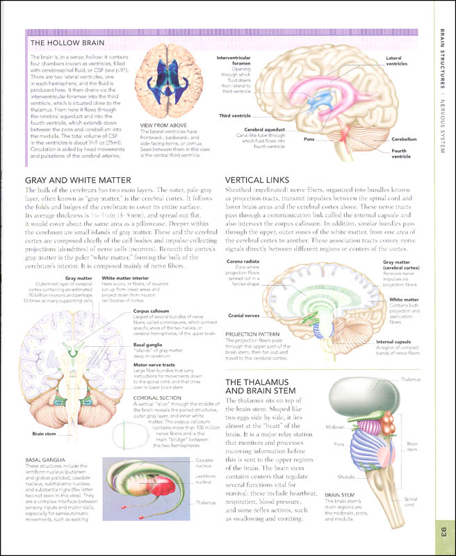 Human Body Book | Dorling Kindersley | 9781465480293