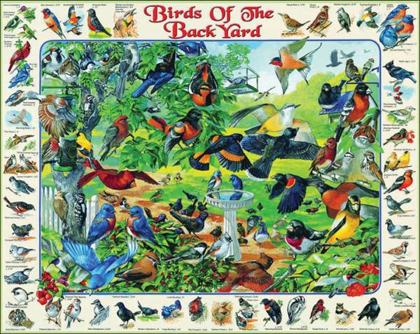 Birds of the Backyard Puzzle - 1000 pc.