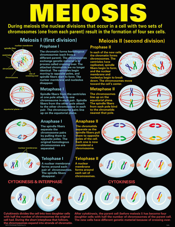 Cells Teaching Poster Set | McDonald | 9781937664268