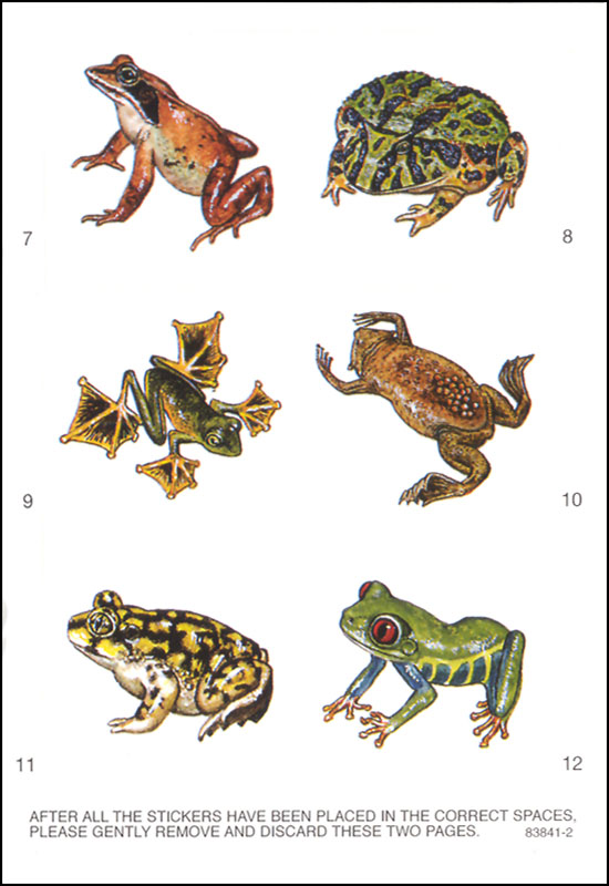 Learning About Frogs And Toads 