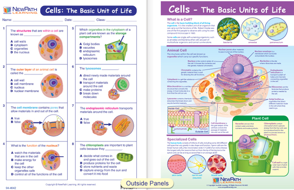 Cells The Basic Units Of Life Newpath Learning