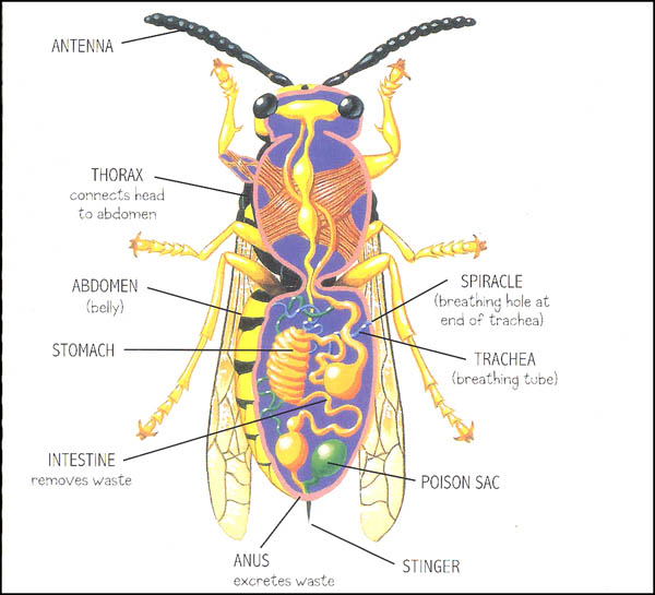 Wasp (bouncing Bugs) 