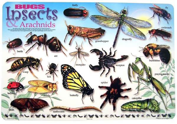 Bugs and Insects Placemat