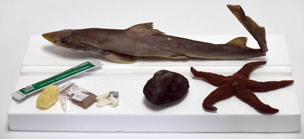 Marine Biology Dissection Specimens (Clam, Starfish, and Dogfish Shark)