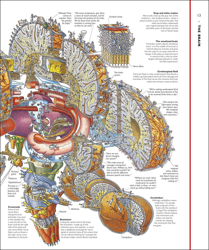 Stephen Biesty's Incredible Body Cross-Sections | DK Children ...