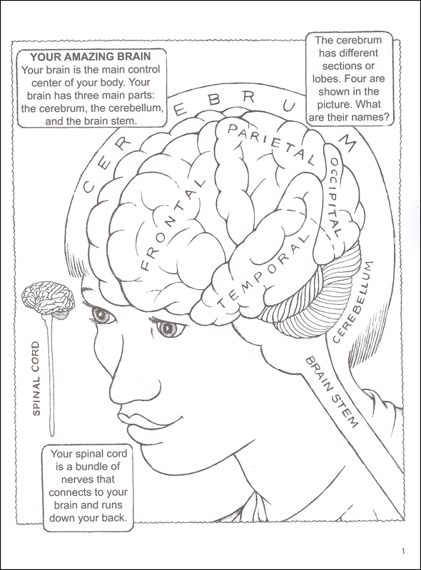 My First Book About the Brain Coloring Book | Dover Publications