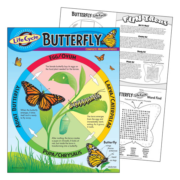 Life Cycle of a Butterfly Learning Chart