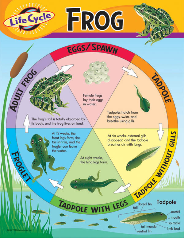 Life Cycle of a Frog Learning Chart