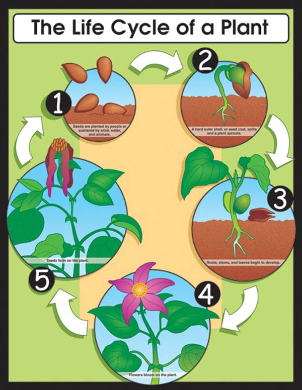 life cycle of a plant for kindergarten