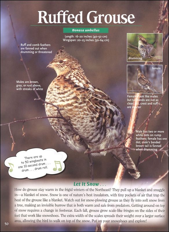 Wild About Northeastern Birds Adventure Publications 9781591932581 Wild About Northeastern Birds Adventure Publications 9781591932581