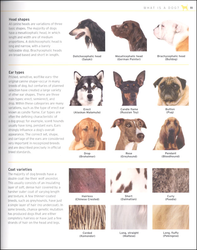 Complete Dog Breed Book (2nd Edition) | Dorling Kindersley | 9781465491046