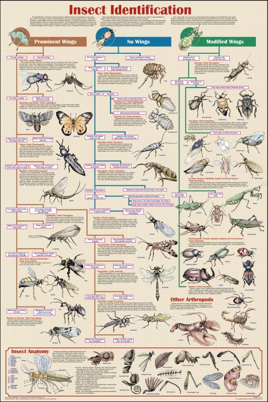 Insect Identification Chart non-laminated