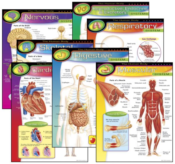 Human Body Learning Charts (7 Charts) | Trend Enterprises