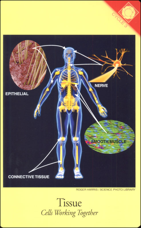 classical-acts-and-facts-science-cards-cycle-3-anatomy-chemistry