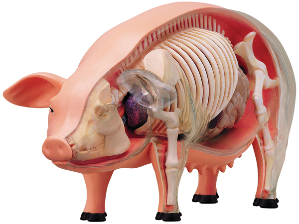 4D Vision Pig Anatomy Model
