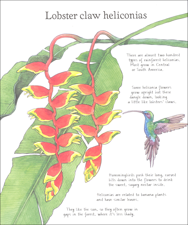 Rainforest to Color Coloring Book EDC / Usborne 9780794533069