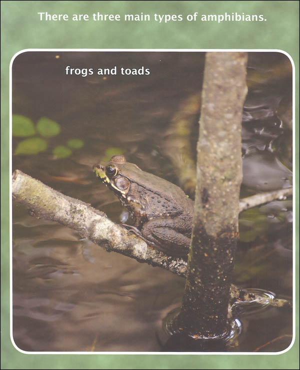 Amphibians and Reptiles (Compare and Contrast Book) | Sylvan Dell