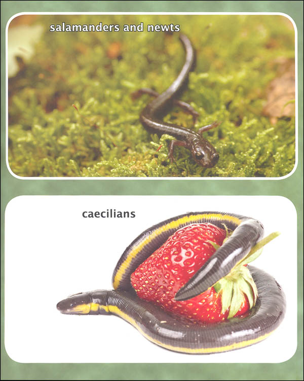 Amphibians and Reptiles (Compare and Contrast Book) | Sylvan Dell