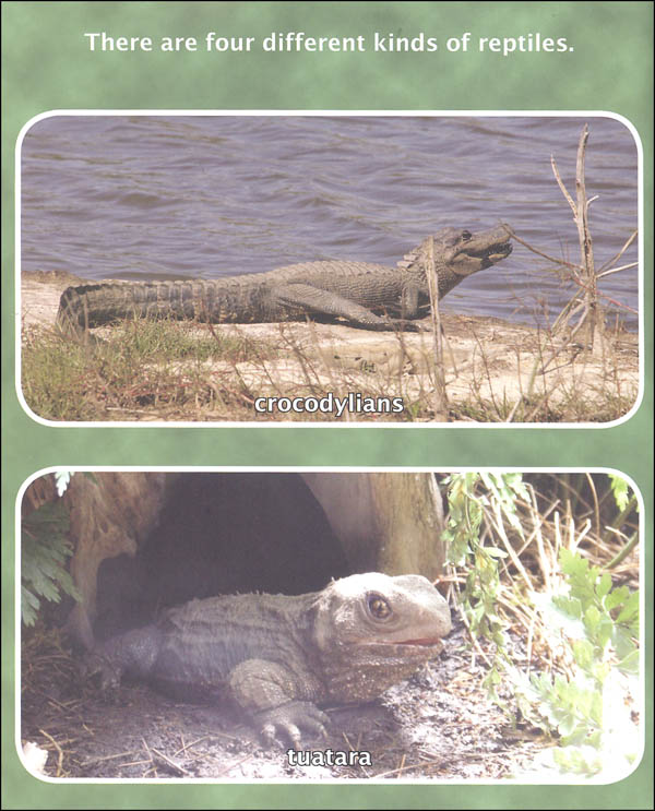 Amphibians and Reptiles (Compare and Contrast Book) | Sylvan Dell