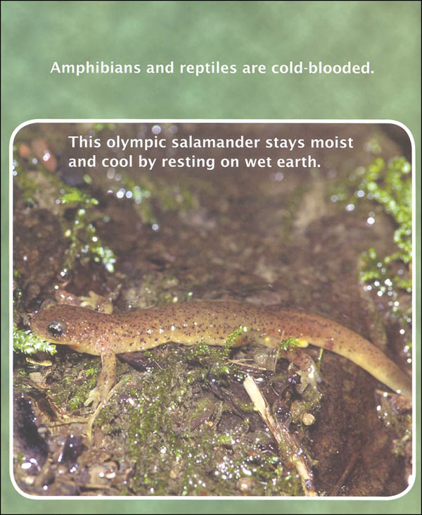 Amphibians and Reptiles (Compare and Contrast Book) | Sylvan Dell