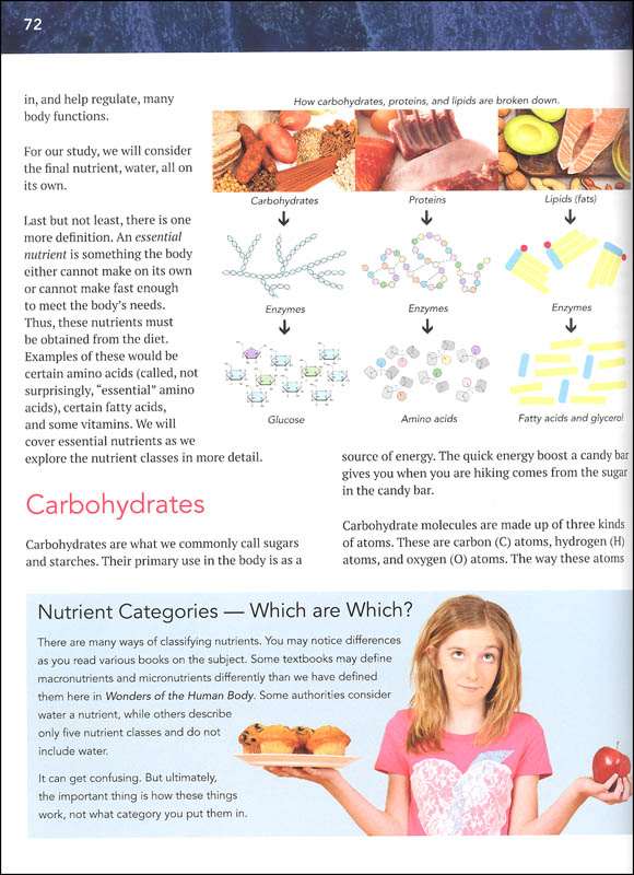 The apelinergic system in the metabolism puzzle essay 03 image