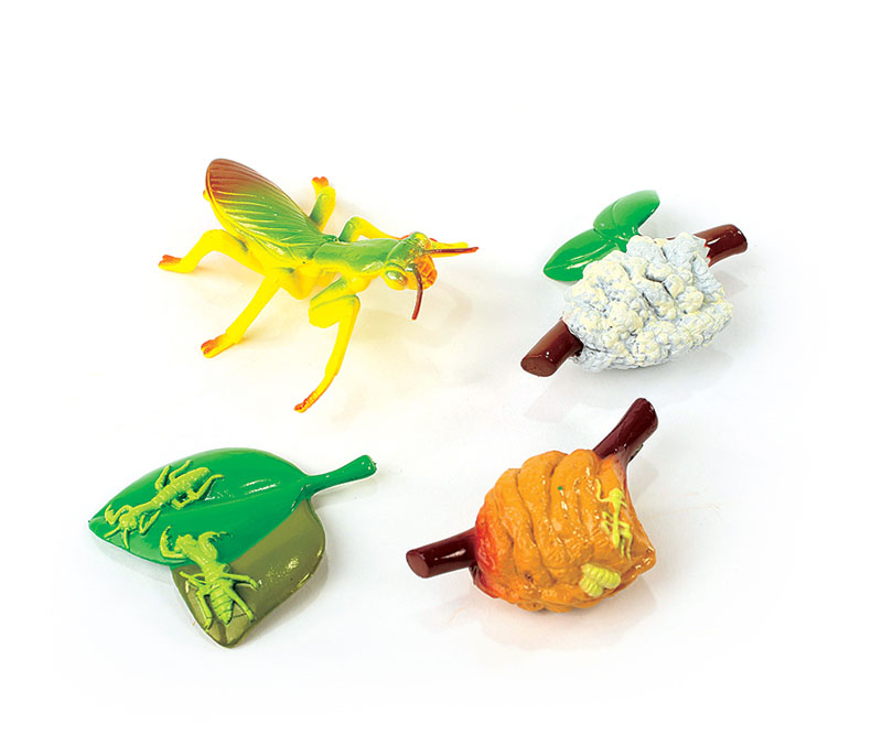 Praying Mantis Life Cycle Figurines | Insect Lore