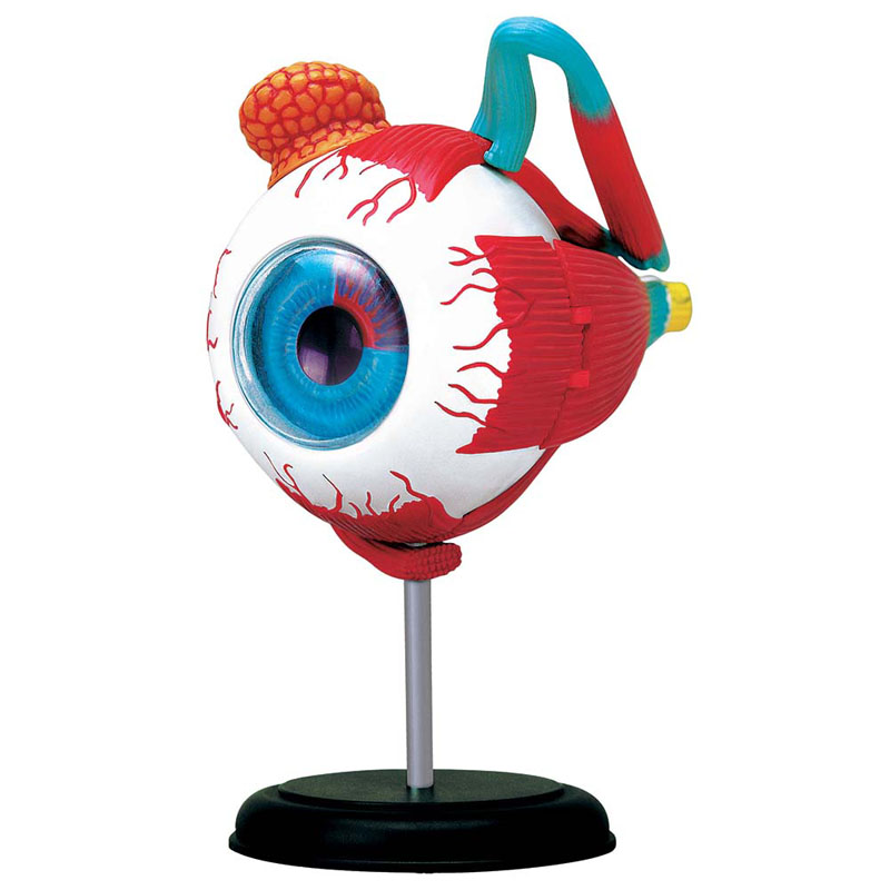 4D Eyeball Anatomy Model