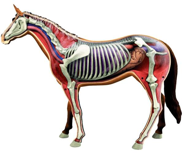 4D Vision Kit #26101  TEDCO SCIENCE TOYS HORSE ANATOMY MODEL/PUZZLE 