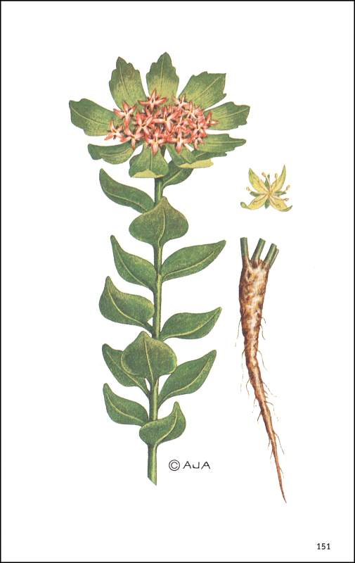 Field Guide to Medicinal Wild Plants Stackpole Books