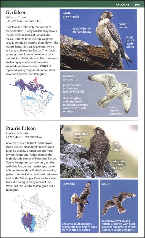 National Wildlife Federation Field Guide: Birds Of North America ...